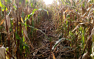 Rolnicy złożyli prawie 7 tysięcy wniosków o straty w uprawach